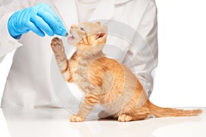 Cute ginger kitten getting a pill from veterinarians hand photo