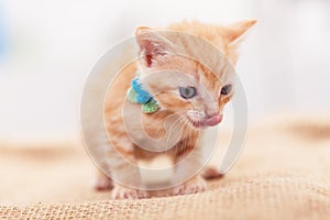 Cute ginger kitten licking its mouth - close up