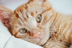 Cute ginger kitten licks