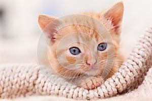 Cute ginger kitten looking in the camera - close up