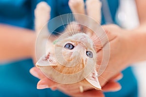 Cute ginger kitten lying on its back playing in woman hands