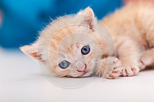 Cute ginger kitten lying on white table