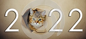 Cute ginger kitten peeks through a hole in craft paper with inscription 2022. Playful and funny pet on a New Year`s poster.