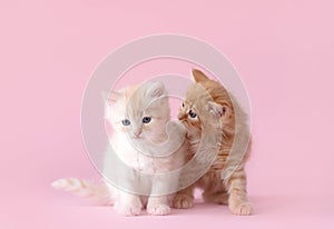 cute ginger kitten on a pink background. funny photo of kittens