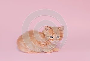 cute ginger kitten on a pink background. funny photo of kittens