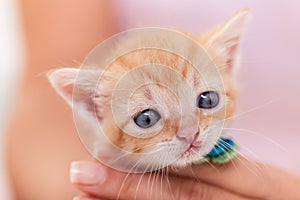 Cute ginger kitten with pleading eyes - close up portrait