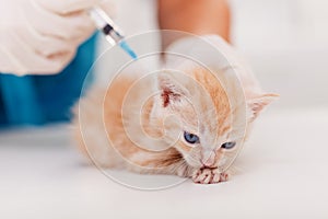 Cute ginger kitten receive a vaccine at the veterinary doctor office - close up