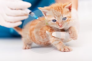 Cute ginger kitten receive a vaccine at the veterinary doctor office - close up