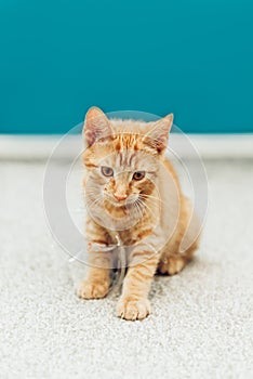 Cute ginger kitten sits