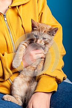 Cute ginger kitten sits on hands