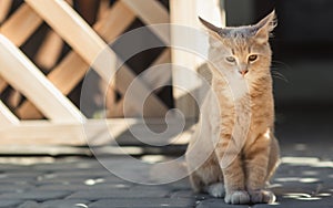 Cute ginger kitten sits near wooden arbor in the yard, cat walking outdoors, lovely pets