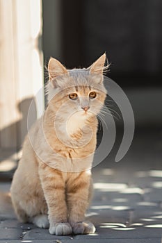 Cute ginger kitten sits near wooden arbor in the yard, cat walking outdoors, lovely pets