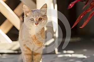 Cute ginger kitten sits near wooden arbor in the yard, cat walking outdoors, lovely pets