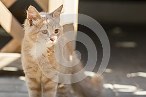 Cute ginger kitten sits near wooden arbor in the yard, cat walking outdoors, lovely pets