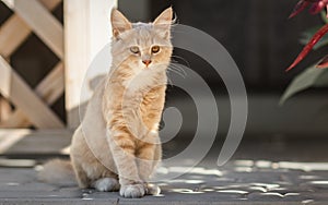 Cute ginger kitten sits near wooden arbor in the yard, cat walking outdoors, lovely pets