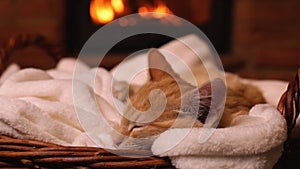 Cute ginger kitten sleeping at the fireplace
