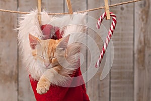 Cute ginger kitten sleeping in santa hat among christmas decorations hanging on a rope
