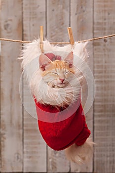 Cute ginger kitten sleeping in santa hat part of the christmas decoration