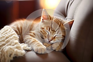 Cute ginger kitten sleeping in a warm bed in a cozy room