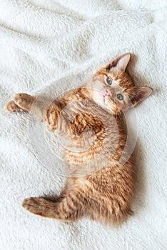 Cute ginger kitten sleeps