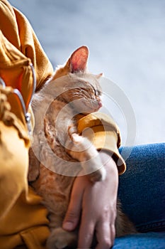 Cute ginger kitten sleeps in hands