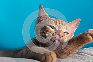 Cute ginger kitten washes