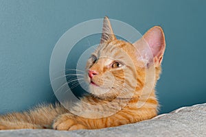 Cute ginger kitten washes