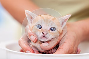 Cute ginger kitten in woman hand afraid of her first bath