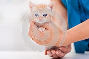 Cute ginger kitten in woman hands - close up