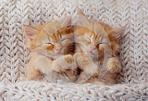 Cute Ginger Kittens Sleeping on a fur Blanket. Concept of Happy Adorable Cat Pets