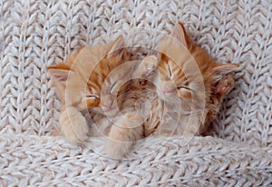 Cute Ginger Kittens Sleeping on a fur Blanket. Concept of Happy Adorable Cat Pets