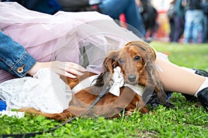 Cute ginger long-hairded doxie in white dress and pretty straw hat lies close to owner, woman in transparent pale pink skirt. Cost