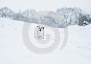 Cute ginger puppy dog Corgi runs on the white snow in the Park in winter for a walk running away with a leash