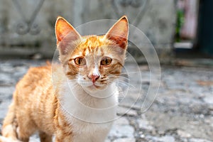 Cute Ginger puss Cat Portrait sunny face