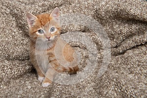 Cute ginger red kitten looking up to the camera sitting on a blanket