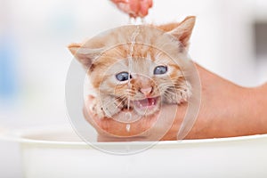 Cute ginger rescue kitten gettin her first bath - woman hands gently soaking her