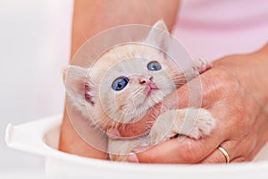 Cute ginger rescue kitten getting a bath - woman hands holding and soaking her