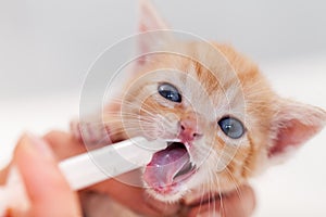 Cute ginger rescue kitten happy to lick milk from a syringe