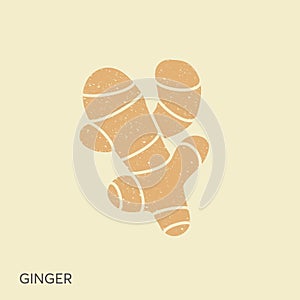 Cute ginger root plant isolated on white background. Spicy herb pictogram in vintage style