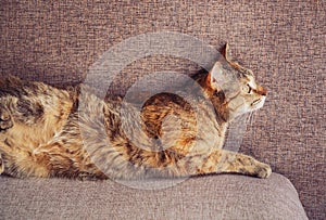 Cute ginger tabby cat lies on the sofa on her back.