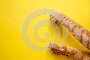 Cute Ginger tabby cat`s feet on yellow background