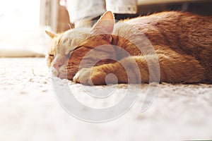 Cute ginger tabby cat sleeping on a carpet lit by sunlight