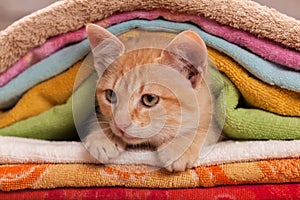 Cute ginger tabby kitten looking from beneath a colorful towel heap