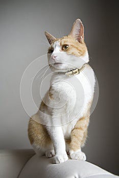 Cute ginger and white cat