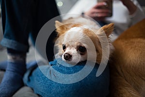 Cute ginger white chihuahua lying on owners legs in blue jeans