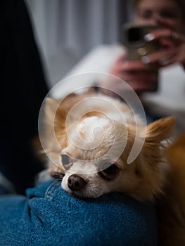 Cute ginger white chihuahua lying on owners legs in blue jeans