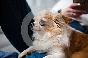 Cute ginger white chihuahua lying on owners legs in blue jeans