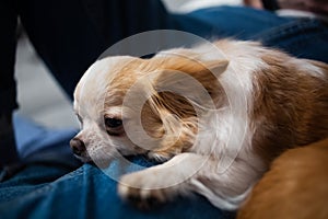 Cute ginger white chihuahua lying on owners legs in blue jeans