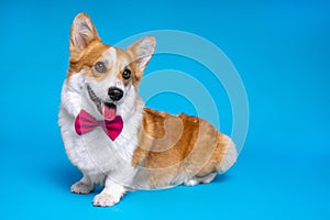 Cute ginger and white dog of welsh corgi pembroke breed wearing red bow tie on bright blue background. Funny face expression, pret