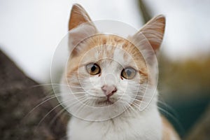 Cute ginger white kitten closeup face portrait, soft selective focus